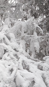 喀斯特地貌原始森林松柏树雪景冰天雪地视频