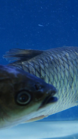 草鱼活鱼生鲜食材鱼缸里的鱼19秒视频