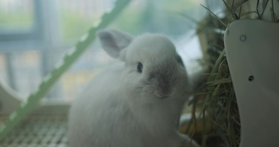可爱的兔子视频