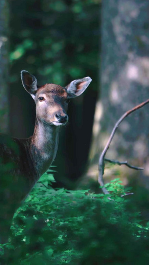 森林树林里的野生保护动物国家保护动物42秒视频