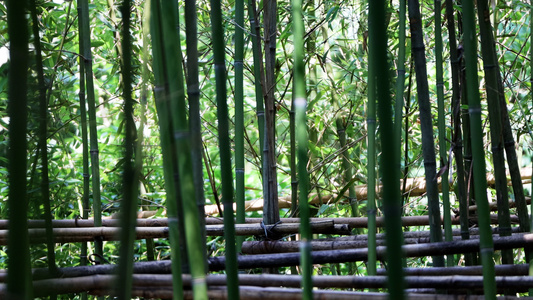 夏日落在竹林里的一只鸟飞走了视频