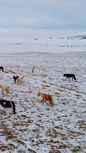 冬天草原上的马吃草天山大峡谷7秒视频