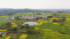 4K航拍南京高淳慢城油菜花海大景42秒视频