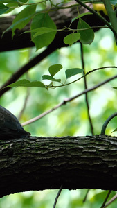 树干上休息的斑鸠特写视频视频
