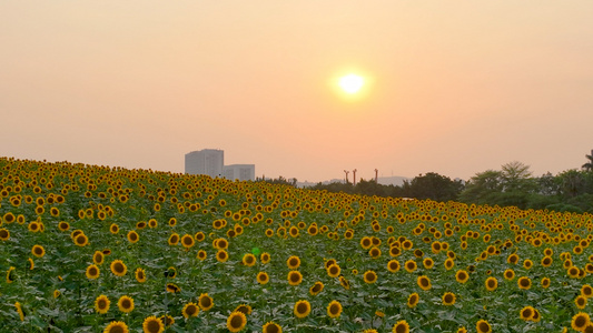 4K夕阳下的向日葵花海视频