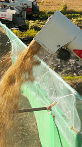 收割机运输车装水稻田粮食一体化作业联合传送带机械储藏收割农作物视频