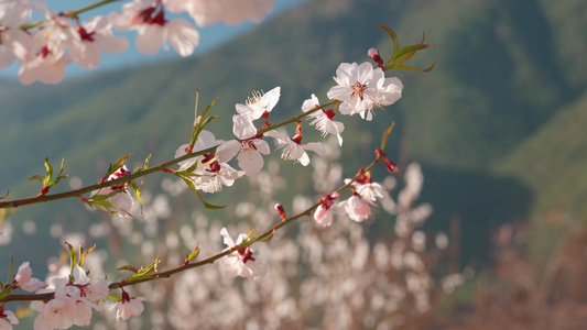 春天阳光下盛开的桃花视频