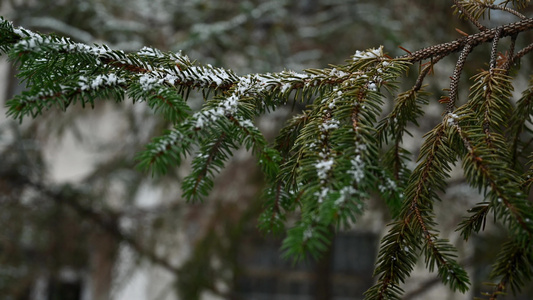 冬天初雪雪景雪花落满了松树枝头视频