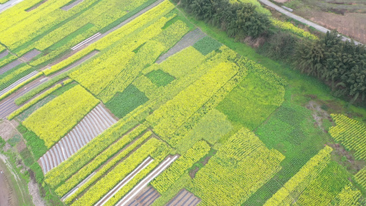 航拍 油菜花地 鸟瞰菜花 高清视频 素材 实拍 田园 田野 农地 花卉视频