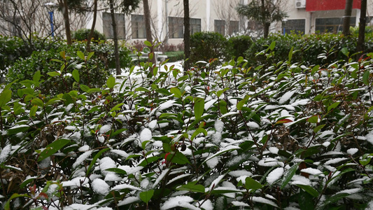 冬天初雪雪花落满了植物视频