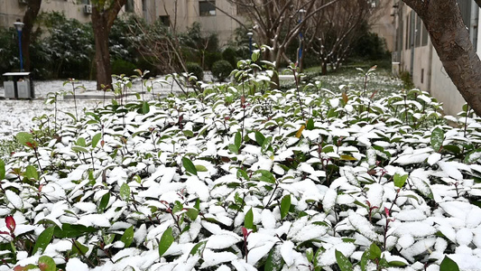 冬天初雪雪花落满了植物视频