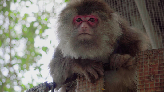 4K实拍动物园猴子吃食接食物视频素材[果腹]视频