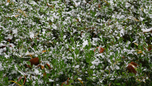 冬天初雪雪花落满了植物视频