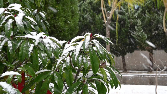 冬天初雪雪花落满了植物视频