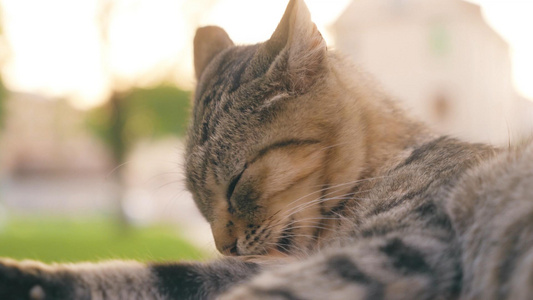 夕阳下猫咪打理毛发视频