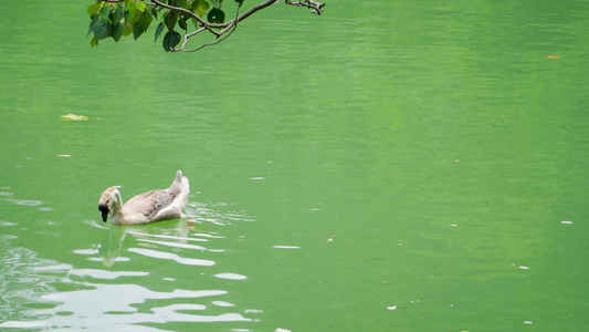 在湖水中游水的鵝视频
