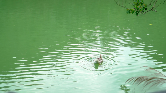 在湖水中游水的鵝视频