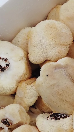 有机猴头菇新鲜蘑菇32秒视频