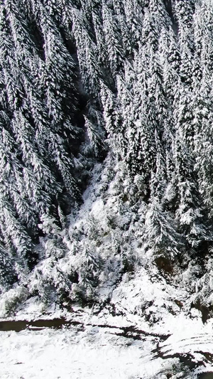 航拍被雪覆盖的松树森林视频自然风光47秒视频