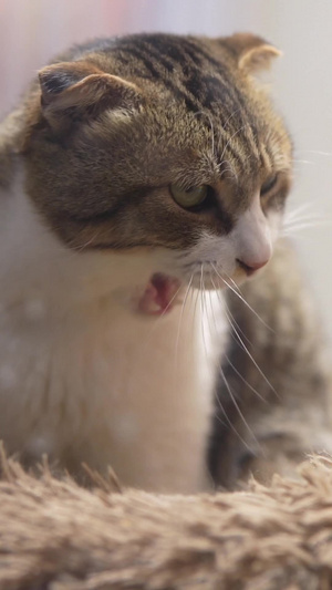 宠物猫洗脸猫咪自己洗脸41秒视频