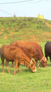 热带草原上成群的牛羊畜牧业视频