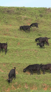 山坡上的一群羊在吃草视频