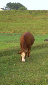 热带草原上成群的牛羊畜牧业视频