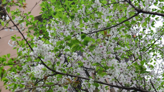白色的樱花花朵4K视频