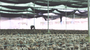 农业香菇种植基地15秒视频