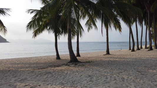 三亚海边椰树视频