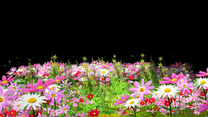 4k草地鲜花从背景素材15秒视频