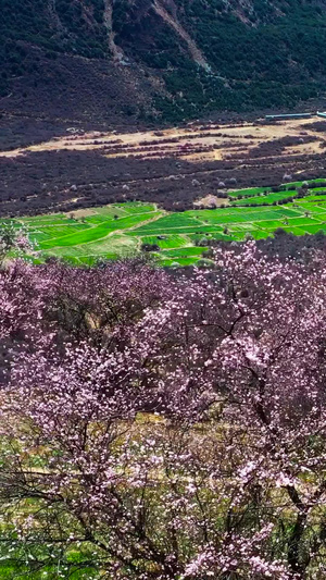 索松村桃花节航拍素材大自然170秒视频