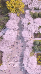 航拍武汉大学老建筑图书馆旁盛开的粉红浪漫樱花素材盛开的樱花视频