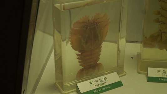 玫瑰龙虾琵琶虾海鳌虾标本视频