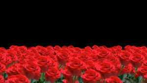 透明通道玫瑰花动画素材30秒视频