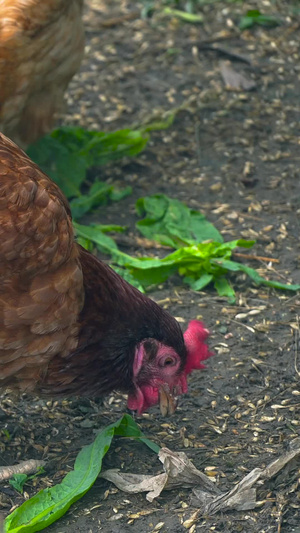 土鸡觅食散养鸡30秒视频