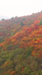 秦岭枫叶航拍秦岭美景视频