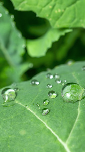 雨天叶子上的水滴露水油菜作物视频