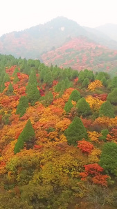 秦岭枫叶航拍秦岭美景视频