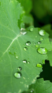 雨天叶子上的水滴露水油菜作物视频