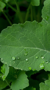 雨天叶子上的水滴露水油菜作物视频