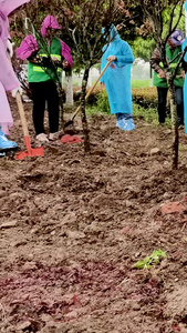 集体团建活动植树种树视频素材凝聚力视频