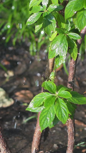 实拍喷水绿色植物视频