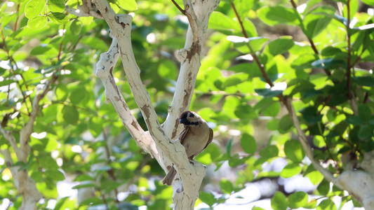 夏日阳光下正在树枝上梳理自己羽毛的麻雀鸟儿视频