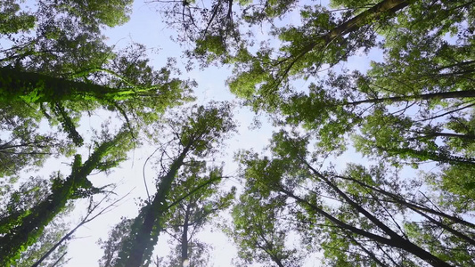 森林树木大自然视频