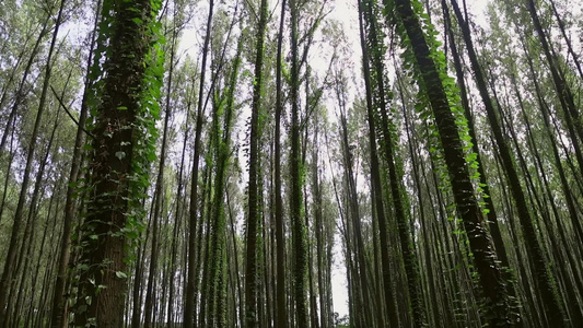 森林树木大自然视频