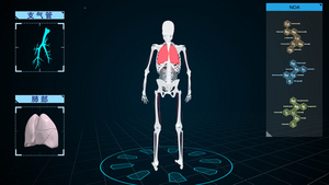 科技感4K人体骨骼肺部支气管展示视频28秒视频