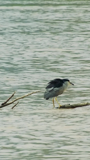 鸟慢动作岸边的水鸟62秒视频