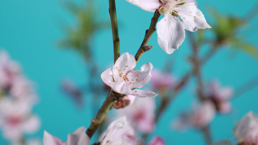 花朵绽放开放过程延时摄影视频