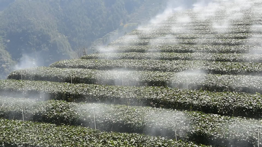  茶园进行水肥一体灌溉喷灌视频